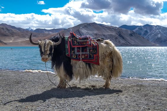 Yak